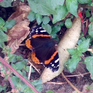 Meet your Posher, Elaine